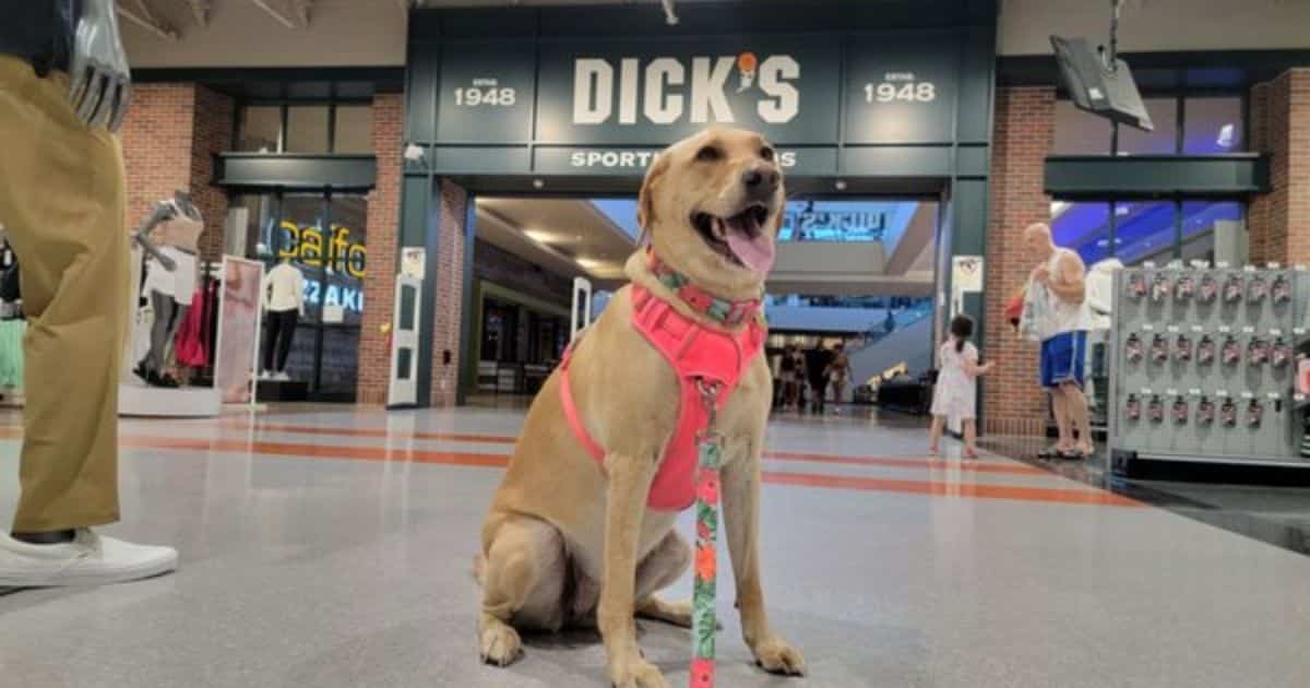 Can I Bring My Dog To Dick's Sporting Goods
